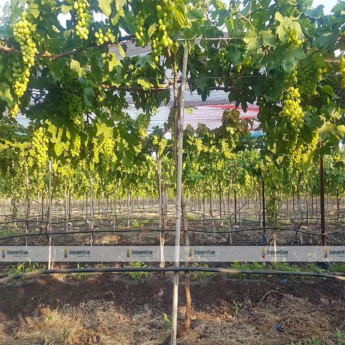 Agrosia Grape Trellis Wire